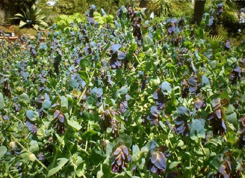 Cultivo y cuidados del Cerinthe major