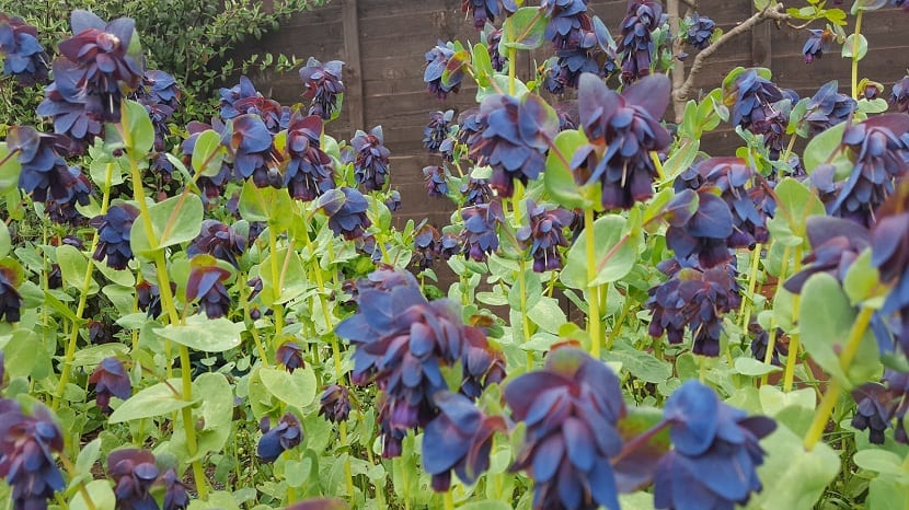 Cerinthe major,  también conocida como Ceriflor o Palomera