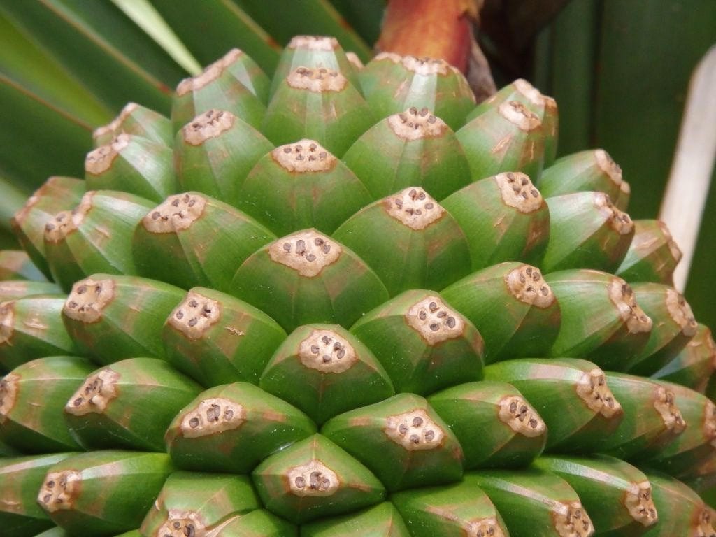 Pandanus
