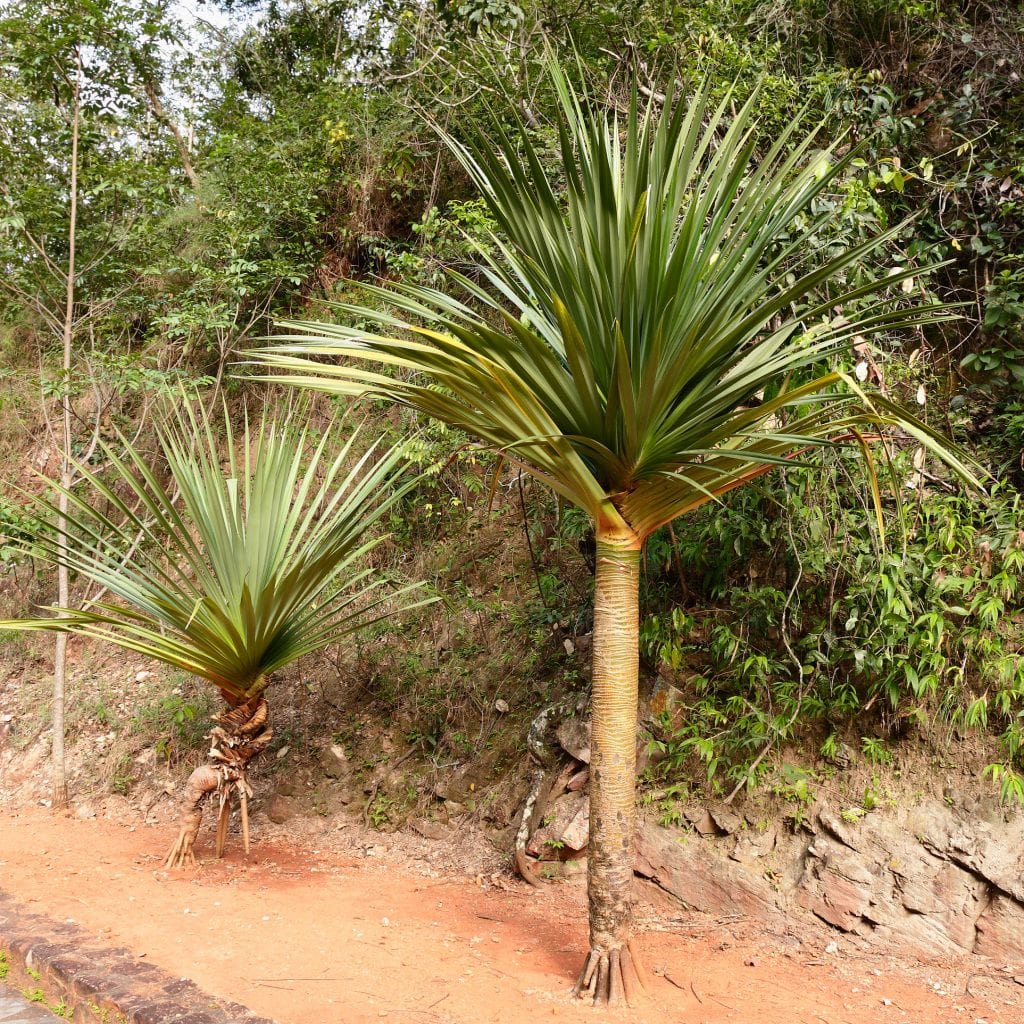 Pandanus utilis