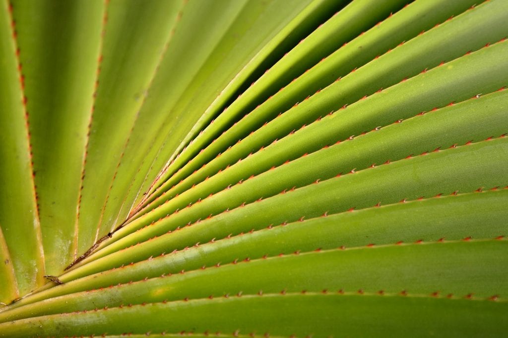 Pandanus utilis