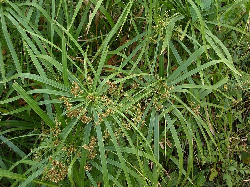 Vista del Cyperus alternifolius