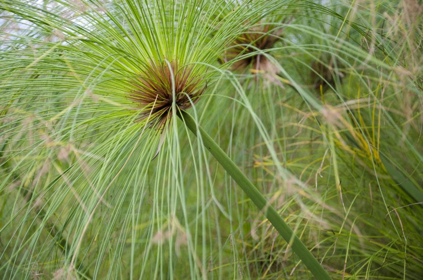 Cyperus papyrus, el nombre científico del papiro