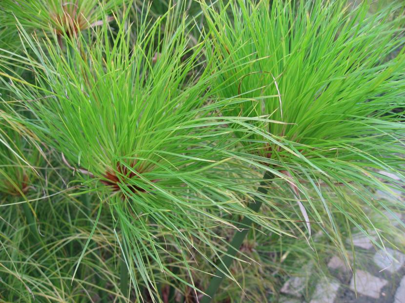 Cyperus papyrus, el papiro ornamental