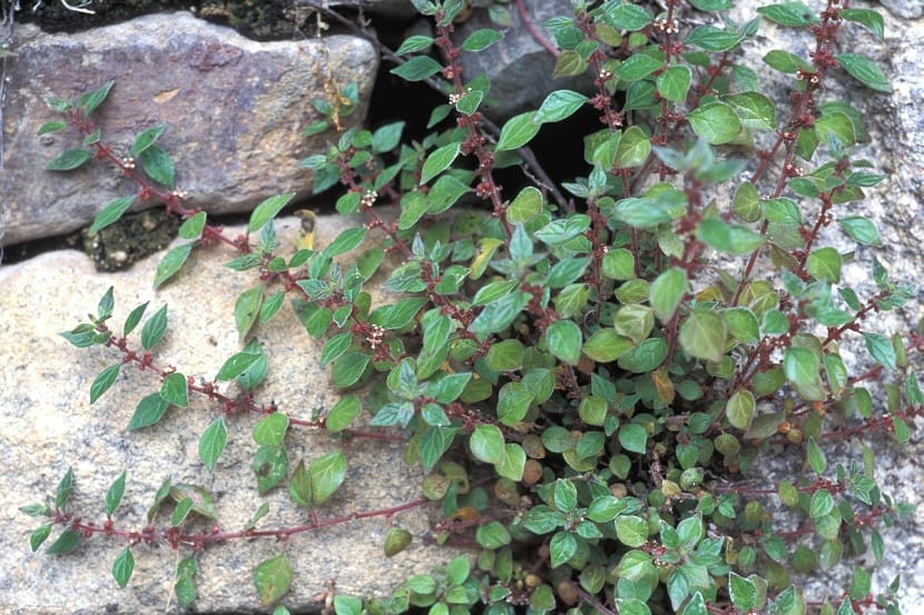 parietaria alérgeno