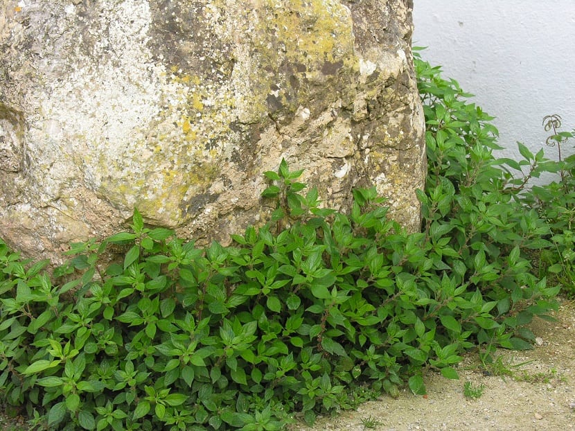 parietaria en paredes viejas