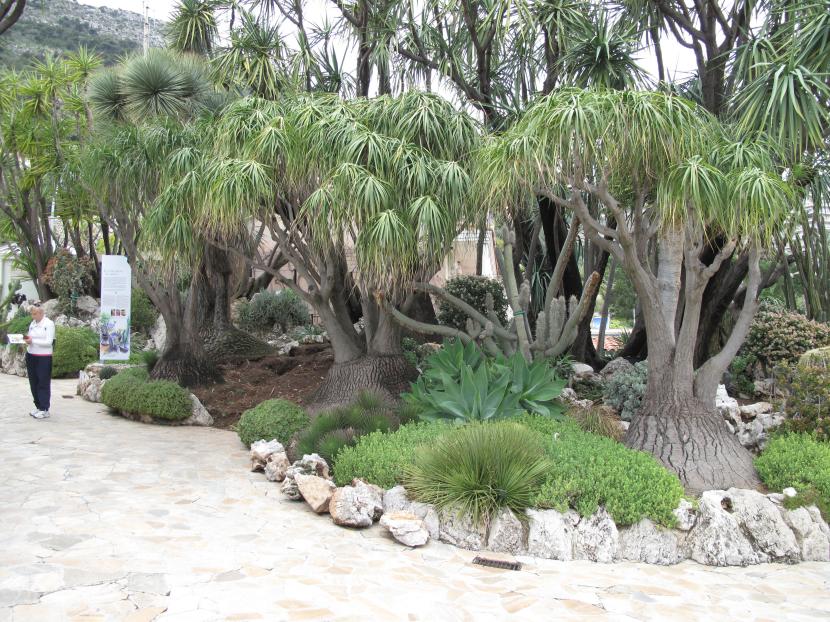 Beaucarnea recurvata