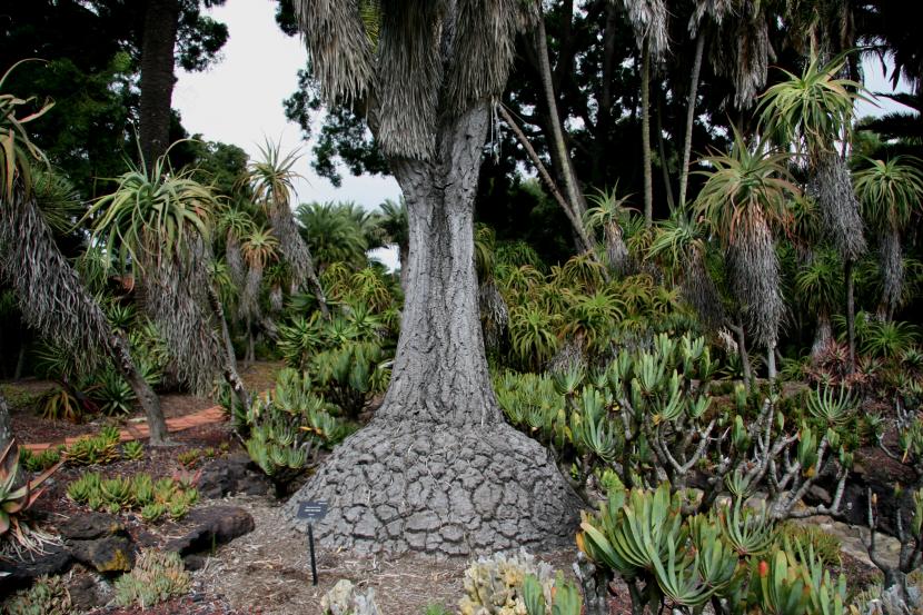 Tronco de Beaucarnea recurvata