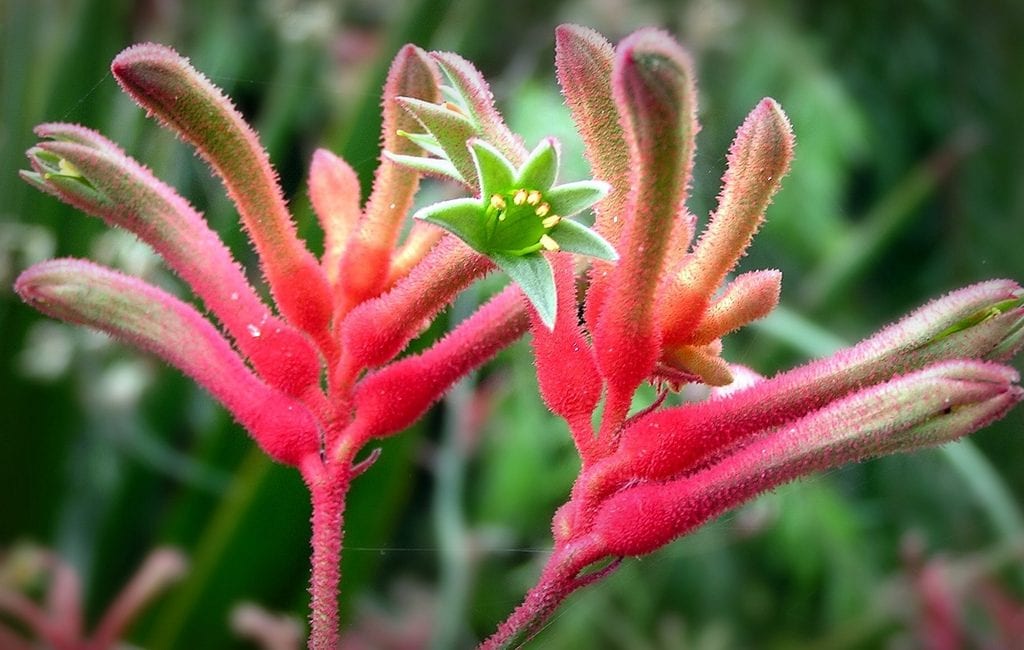 Anigozanthos flavidus