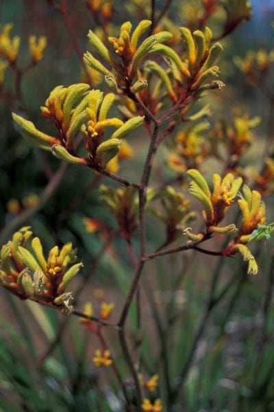 Anigozanthos flavidus