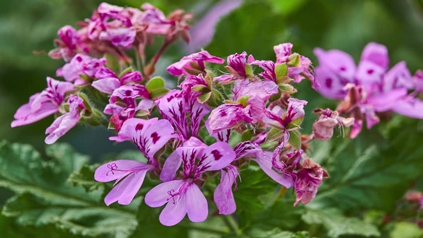 racimo de flores de color vivo y con pétalos rosas