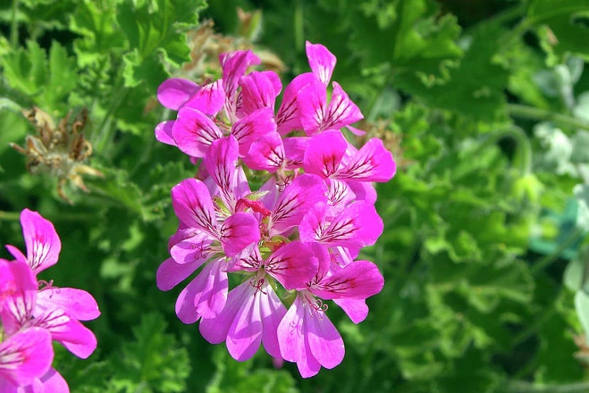 racimo de flores de color vivo y con pétalos rosas