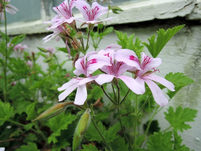 Geranio Antimosquitos Pelargonium Citrodorum Gu A Completa