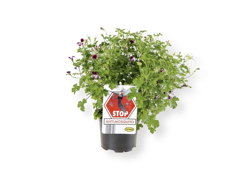 planta que ahuyenta a los mosquitos por su olor citrico