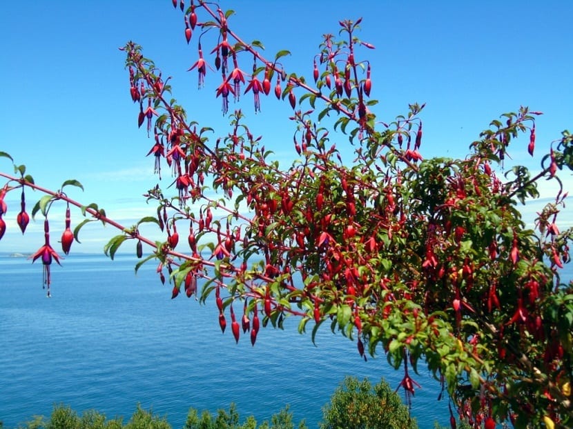 un gran arbol llamado Fuchsia magellanica que se encuentra cerca del mar y que esta lleno de flores