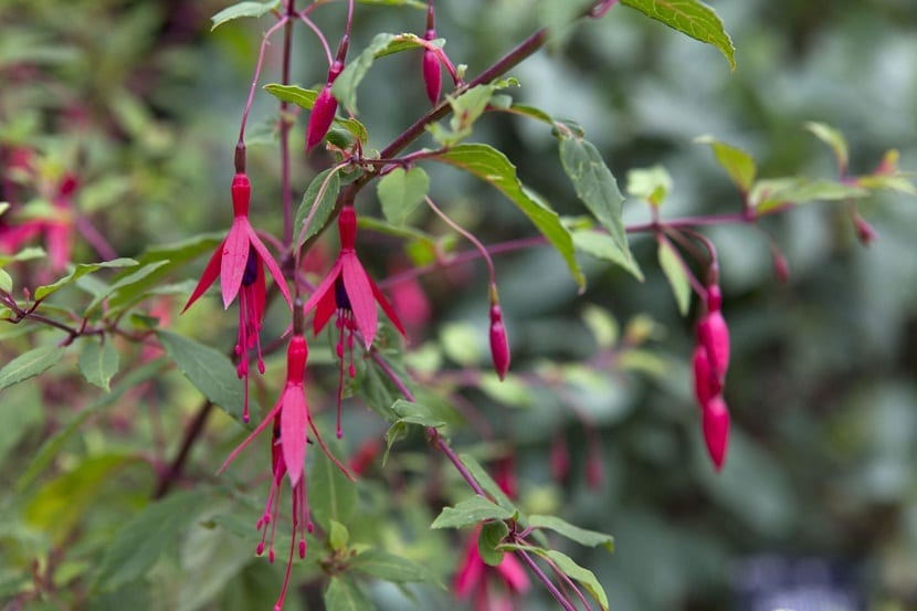 una rama de Fuchsia magellanica llena de flores y donde se ve que cuelgan hacia abajo