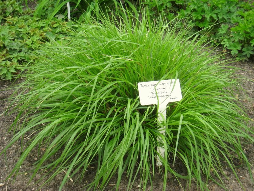 Mata de Pennisetum alopecuroides con espigas en cepillo
