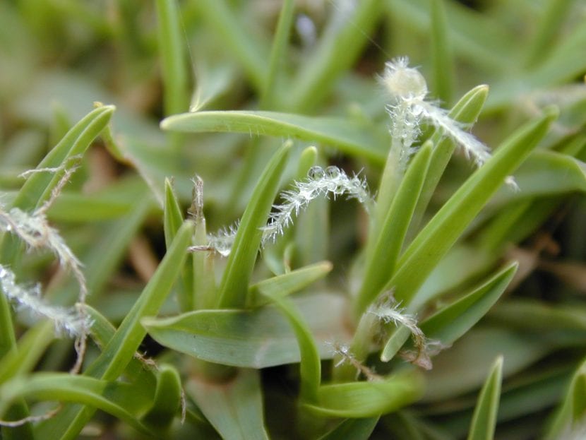 Pennisetum clandestinum