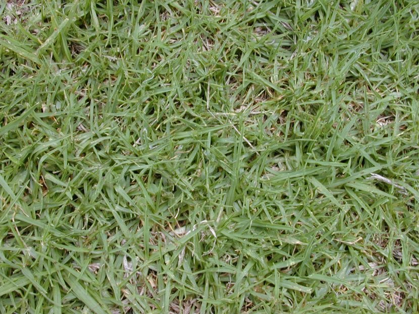 Césped con Pennisetum clandestinum