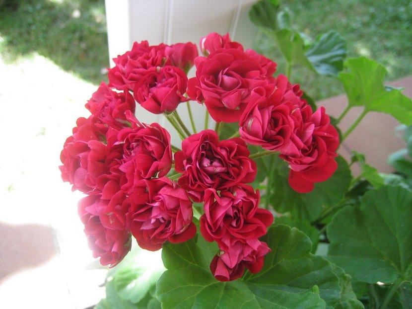 ️ Penta, una planta fácil Guía Completa 2022