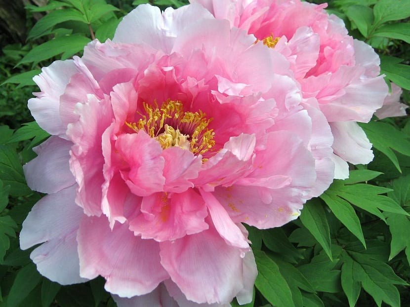 Paeonia lactiflora “Sarah Bernhart”
