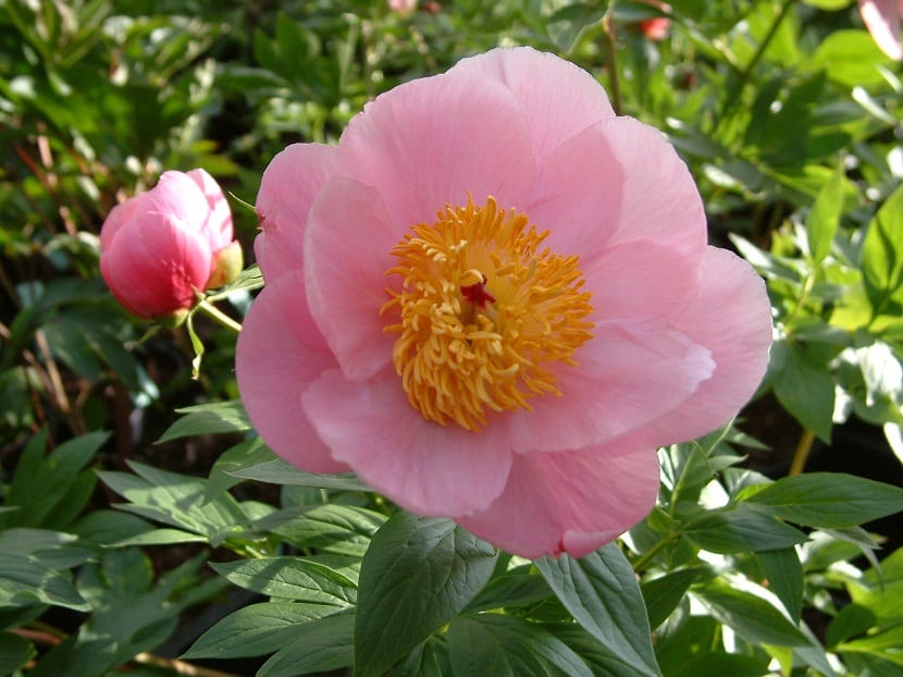 flor rosa de tamano grande llamada Peonía Roselette