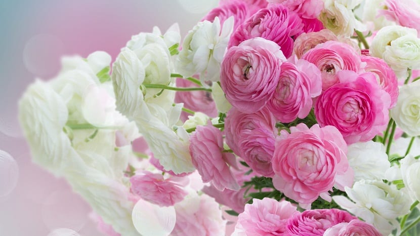 flores blancas y rosas juntas