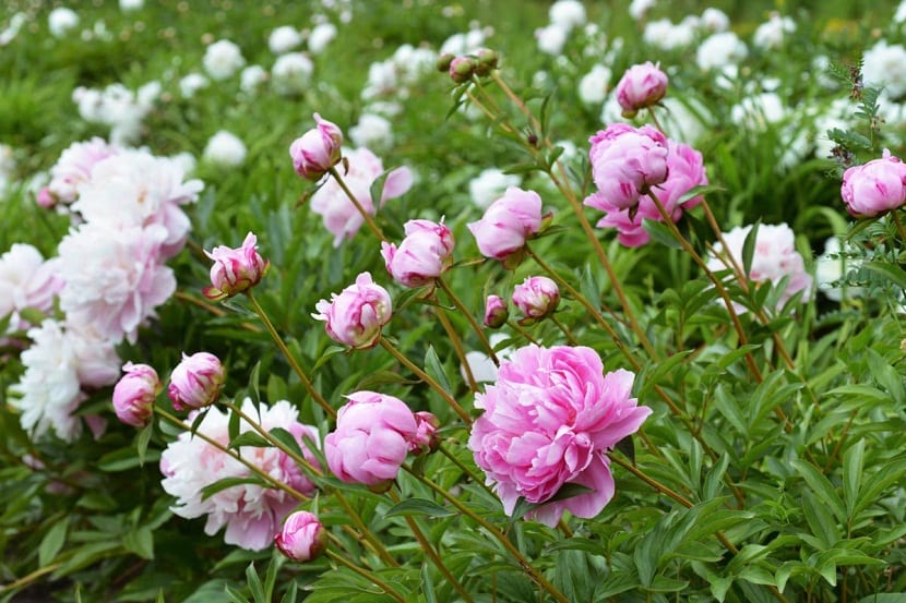 flores de color rosa y blanco llamadas Peonías rosas