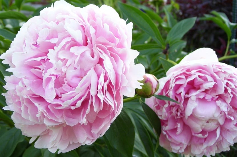 Paeonia lactiflora “Sarah Bernhart”
