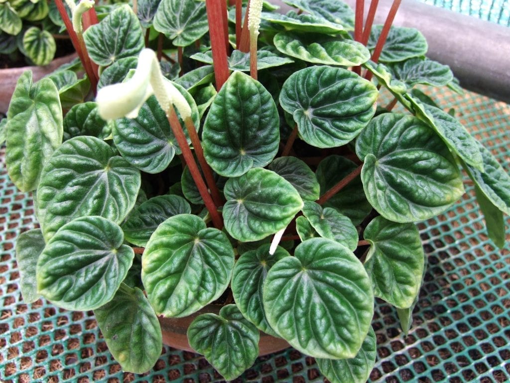 Planta de Peperomia caperata