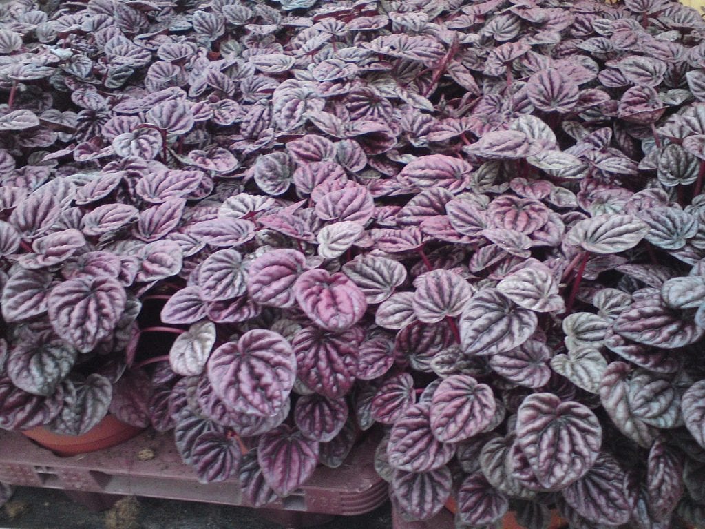 Planta de Peperomia caperata