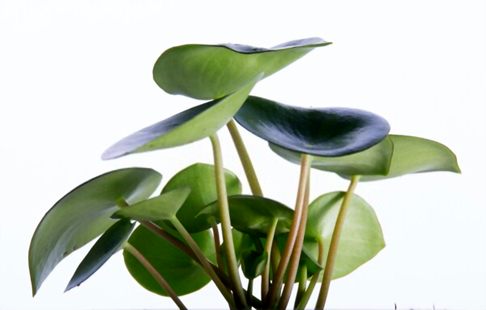 planta con hojas grandes y verdes