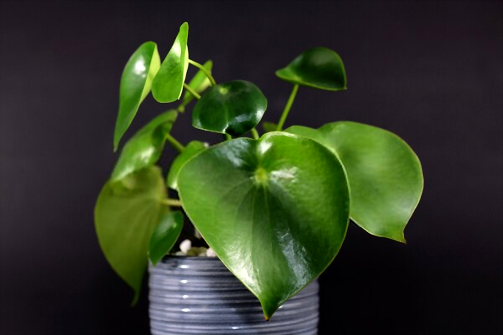 planta en lata con grandes hojas verdes