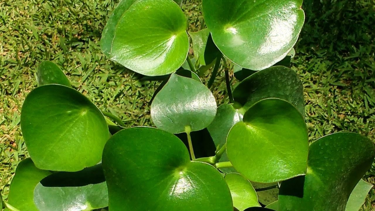 preciosa planta con hojas grandes y muy verdes