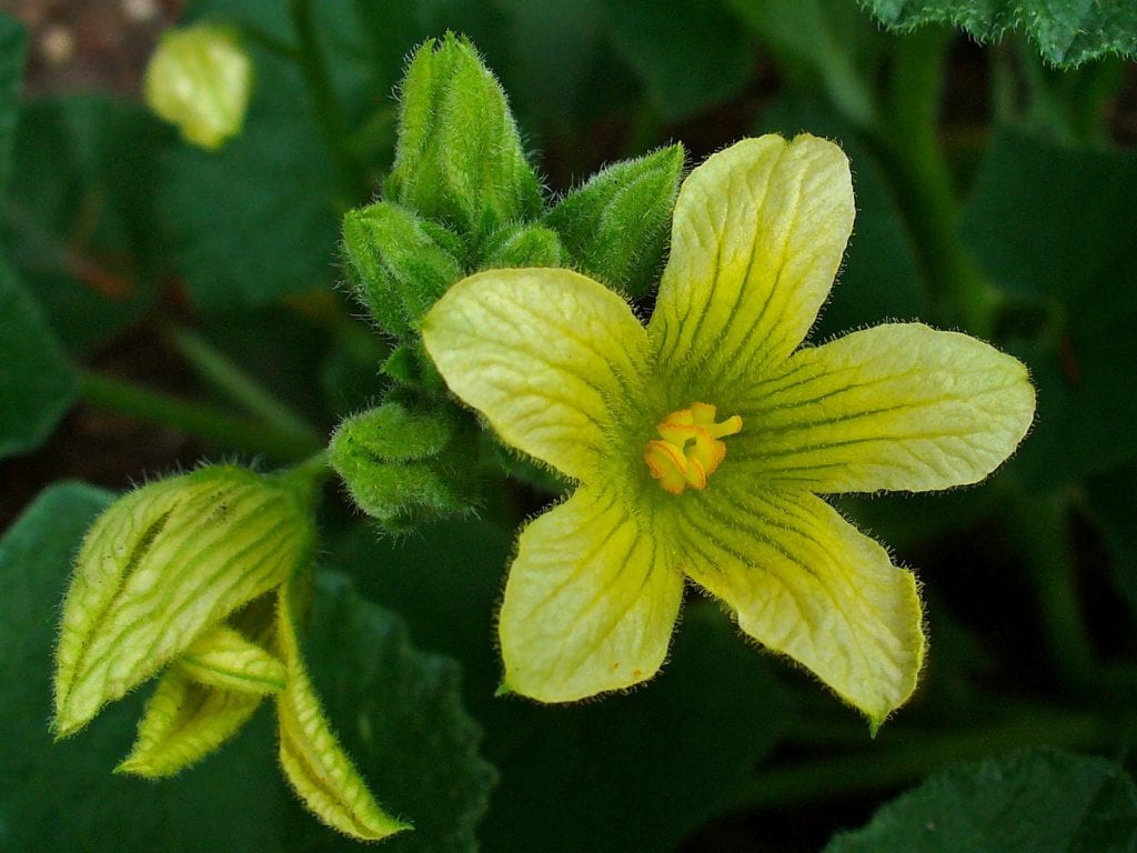 Flor del pepinillo del diablo