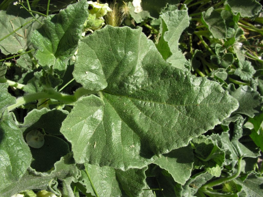 Hoja del pepinillo del diablo