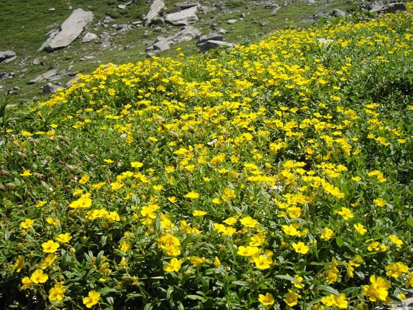 Vista del Helianthemum nummularium
