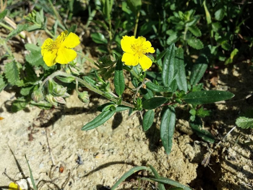 Vista de las flores del Helianthemum nummularium