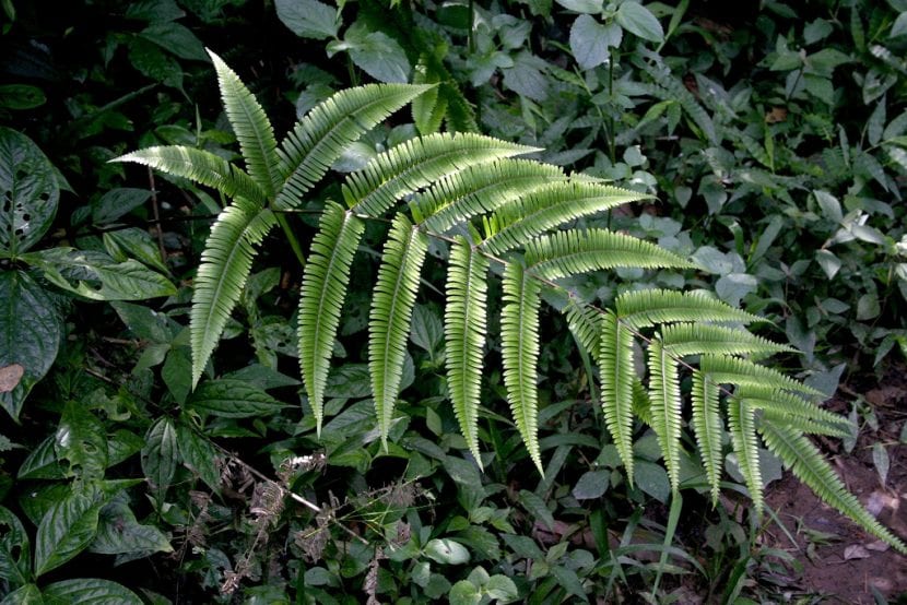 Hoja de Pteris