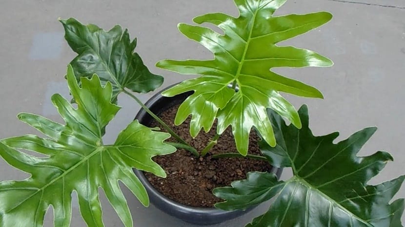 maceta con la planta de hojas grandes Philodendron xanadu