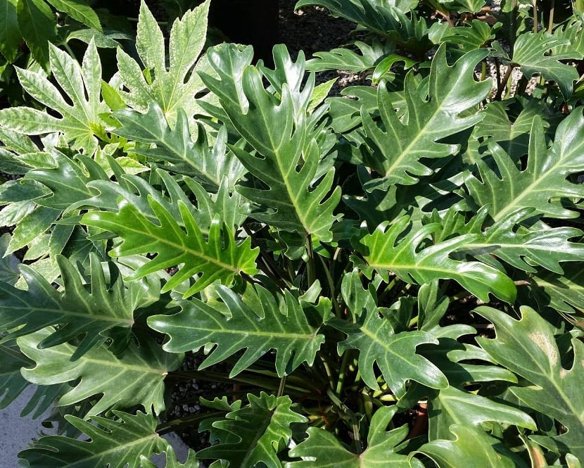 planta de hojas verdes y grandes