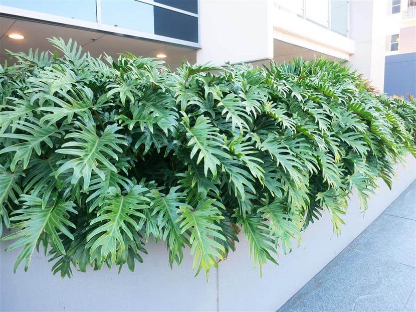 terraza llena de hojas grandes de la planta Philodendron xanadu