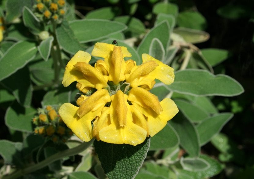 Flore de la planta Phlomis fruticosa