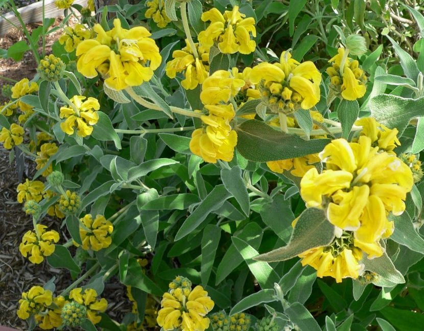 Vista de la planta y flores de la Phlomis fruticosa
