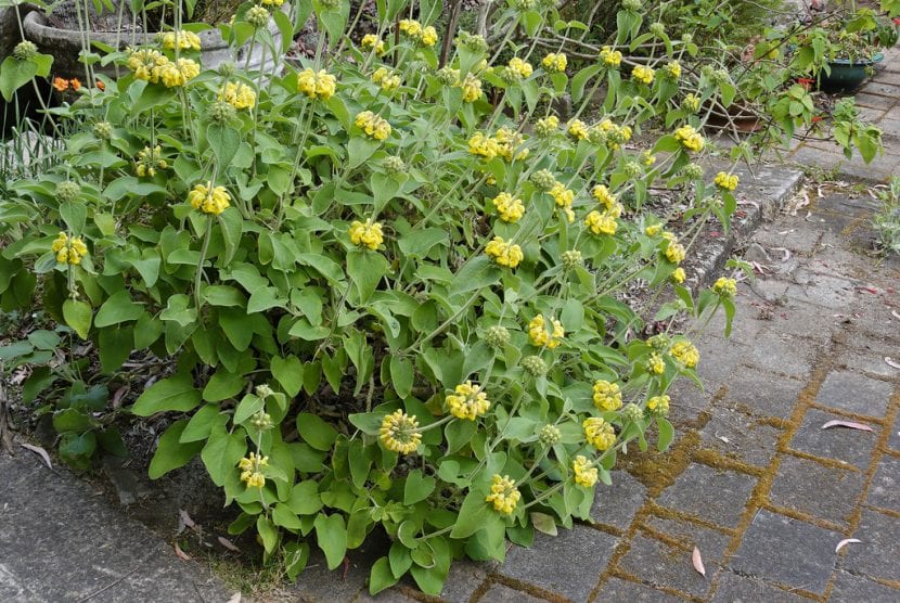 Ejemplar de Phlomis plantado en un jardín
