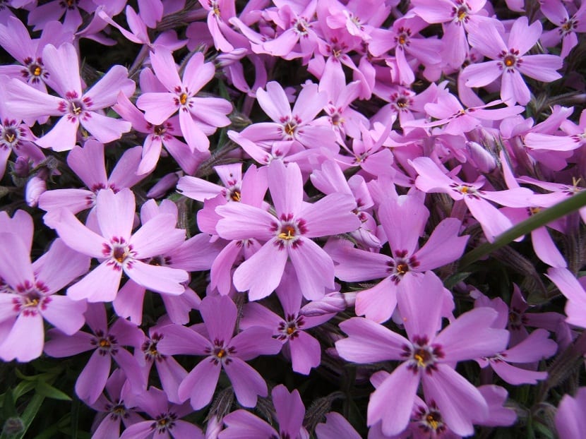 flores coloridas formadas de cinco petalos