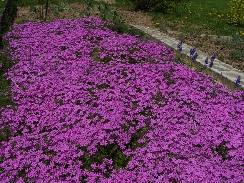 manto o alfombra de flores con colores vivos