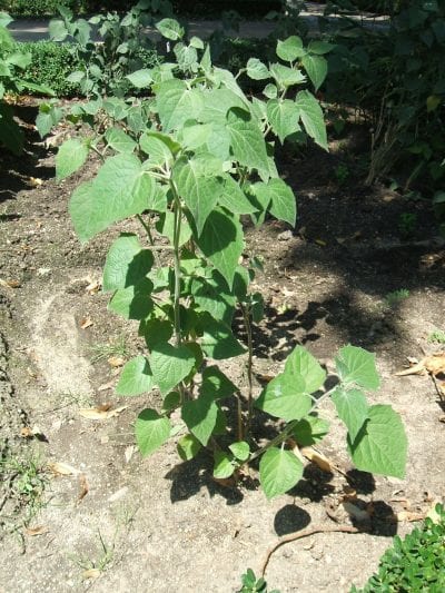 Vista de la planta de Physalis peruviana