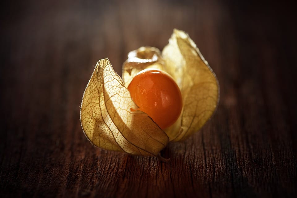 Fruto maduro de Physalis peruviana con el cáliz abierto