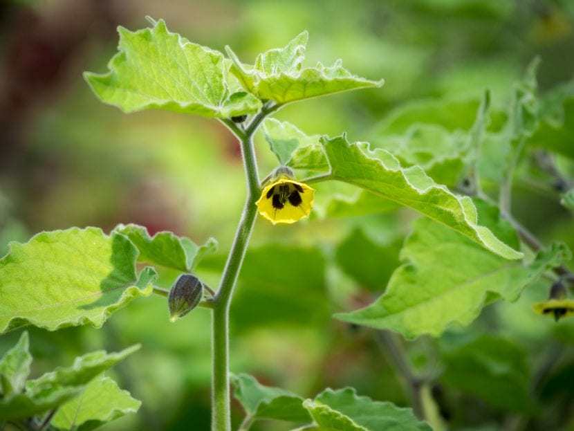 La Physalis peruviana es una planta fácil de cuidar